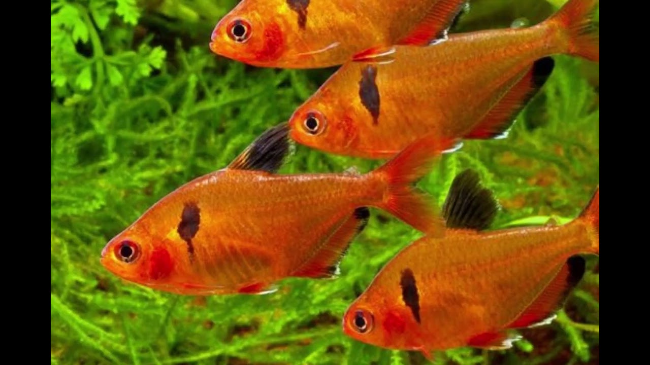 Peixes (espécies diferentes convivendo com carpas, inclusive africanas)