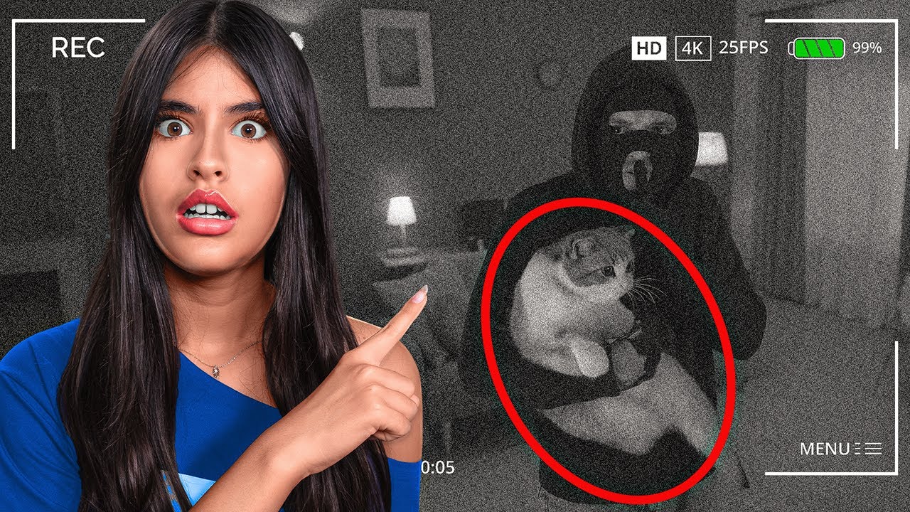 מישהו גנב את החתול שלנו!