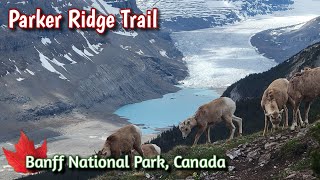 Parker Ridge Trail in Banff, One of The Best Hikes Here Yet!