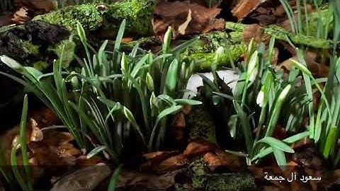 وَلَقَدْ خَلَقْنَاكُمْ ثُمَّ صَوَّرْنَاكُمْ ثُمَّ قُلْنَا ...  [آيا من سورة الأعراف ]