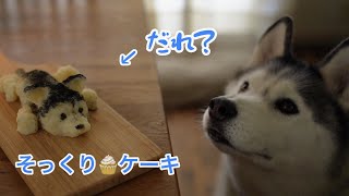 ハスキー分身ケーキが上出来過ぎて一瞬で食べられちゃいました