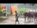 wonderful rainy season in Bangladesh || village rainy day