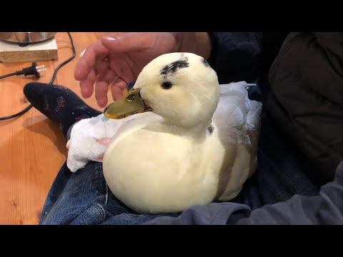 hqdefault.jpg