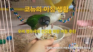 코뉴의 아침 생활(코뉴어 앵무새의 아침 생활)