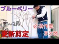 【ブルーベリーの冬剪定】植木鉢5年目2025.1