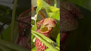 Suppertime For My Nepenthes A Pitcher Plants.