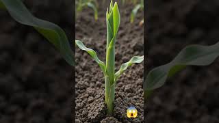 🌽 Root to Froot – Corn ASMR Growth 🌱✨