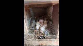 Daily Monitoring Duck Egg