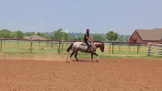 Gunna Kissya 2015 Red Roan Mare