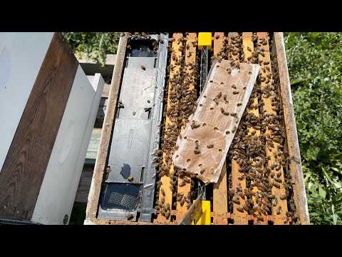 Grafting Day - Building a Bee Business #110
