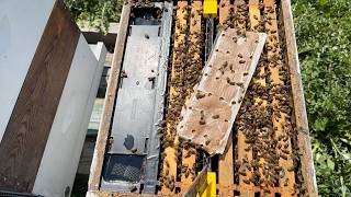 Grafting Day - Building a Bee Business #110