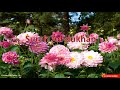 Surah Ad Dukhan X 5 Times Surah Ad Dukhan X 5 Times