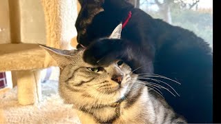 🔴ワールドカップ?猫と水音asmr?😴🖖😻💨 World Cup or Cat Water ASMR?