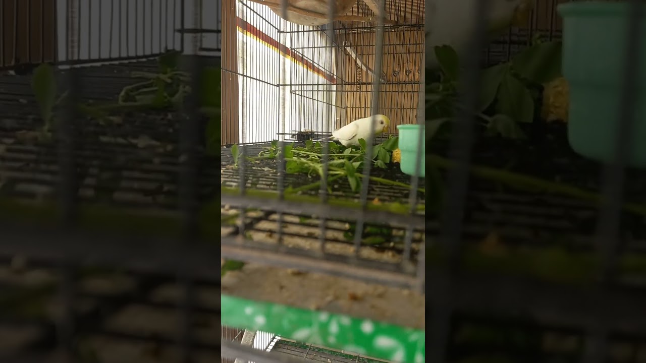 Budgerigar parrot enjoying green food (loosan).