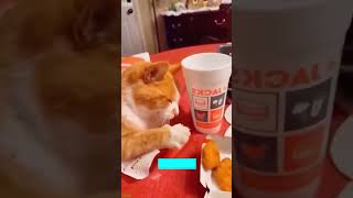 Street Cat cries like a human - Cat Clips 🐱 Cat Life!