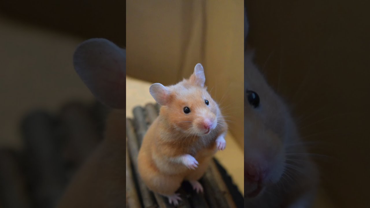 Where Cosmic Hamsters started... Luna The Hamster