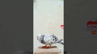 Blorok Megan Emg Ga Ada Lawan