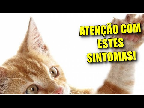 Vídeo: Mais Uma Razão Para Prevenir A Infecção Por Bartonella Em Seu Gato