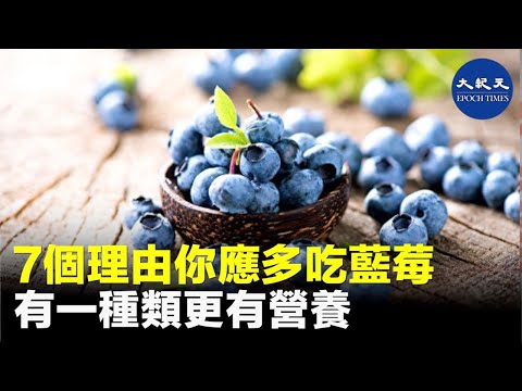 藍莓的小小果實中包含了巨大的健康益處。| #紀元香港 #EpochNewsHK