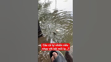 Câu cá tự nhiên .câu cá rô phi .cần câu cá .mồi câu phú thành