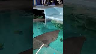 Manatee Rescue At The Seas With Nemo And Friends