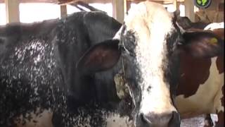 Short film clip uploaded by agvid and produced shramajeevi agri films.
visit https://agdial.in, https://shramajeevi.com,
http://shramajeeviimages.com, htt...