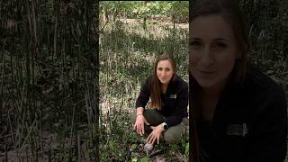 Let’s learn about a plant that’s a living fossil #shortsfeed #shortsvideo #shorts
