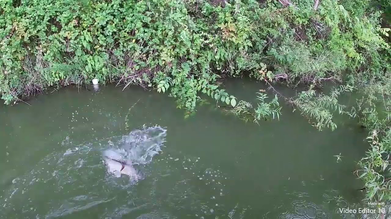 kayak fishing at williamsport lake, going to be HOT,  but going to try it anyways