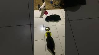 Makan pagi bareng #cat #imut #kucing #kucinglucu #melon #cute #gala #juno #oyen #catshorts