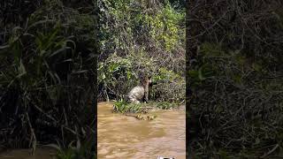 Sunbathing Caiman Gets Surprise It'll Never Forget #wildlife #shorts #attack