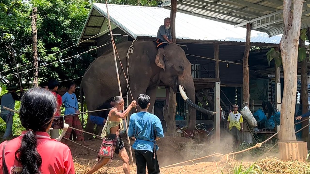 ช้างตกมัน‼️ไม่สุด มีอาการ!! ระแวง โคตร‼️อันตราย!!!
