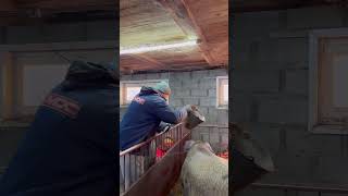 Sunny evening in the barn🐷👍