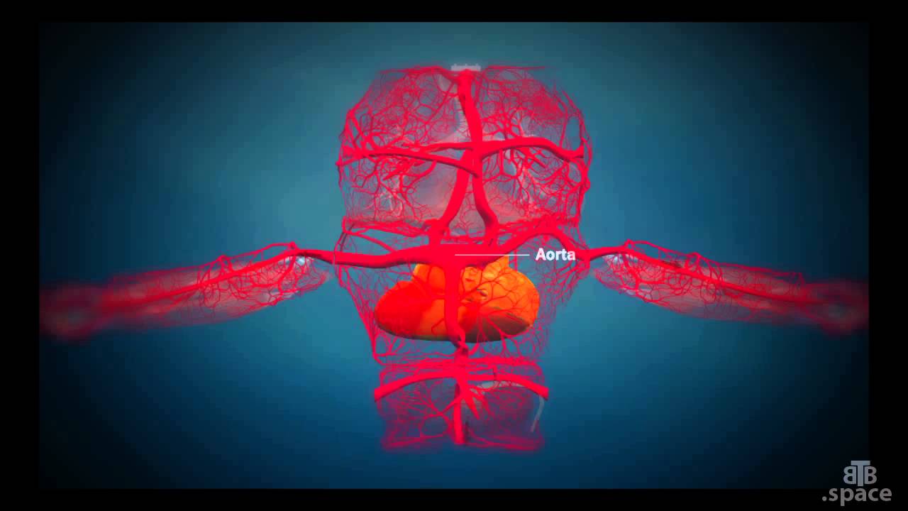 Oscar’s Heart Explained