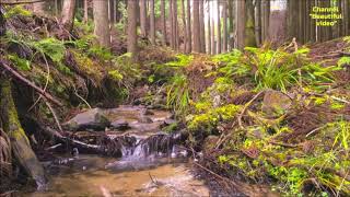 Звуки Природы 10 Часов | Ручей В Лесу | Пение Птиц | Шум Воды | Stream In The Forest | Singing Birds