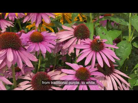 Vídeo: Astilbe Bloom All Summer - Saiba mais sobre o Astilbe Plant Bloom Time