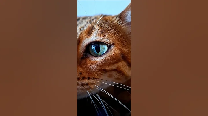 Video 11036971: leopard cat bengalcat, bengal cat kitten, beautiful bengal kittens