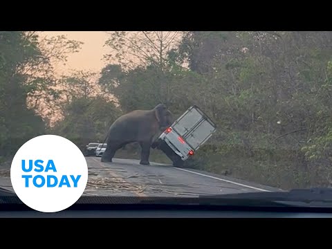 Elephant flips over truck as it crosses road in Thailand | USA TODAY