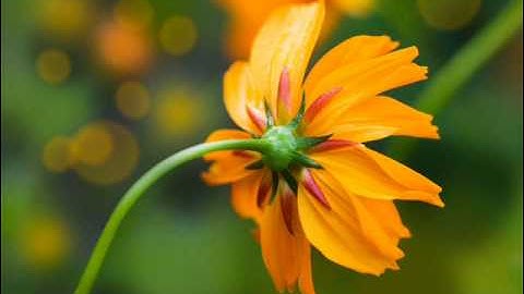 ما تيسر من سورة يوسف - القارئ بدر يوسف