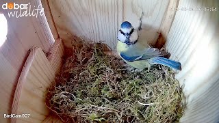 Nestbau der Blaumeise | 14 Tage in 10 Minuten | Nistkasten Livestream
