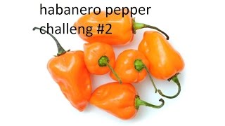 habanero pepper challenge #1!!!