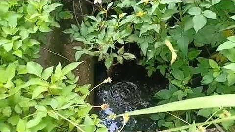 Câu cá ở cống nước thải và đầm lầy..