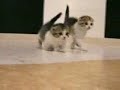 Munchkin Cat