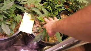 EXPLOSIVE VEG CANNABIS GROWTH TO FLOWERING STAGE LED INDOOR GARDEN