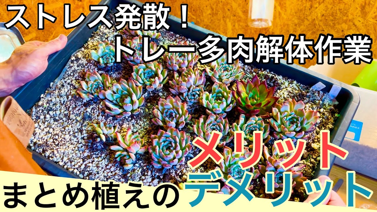 Home Succulents] Is Planting in Groups Difficult!? Tips