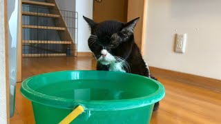 ひたすらバケツの水を飲み続ける猫