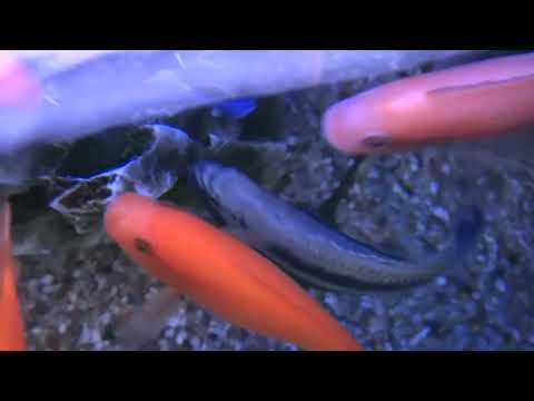Кормление Африканских цихлид. Feeding of African cichlids.