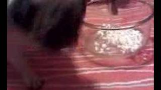 piggy pug