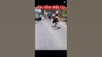 Cụ Ông Chơi Ngông Bắt Con Rắn Hổ Mang Cực Độc Và Cái Kết Đắng #shorts #snake