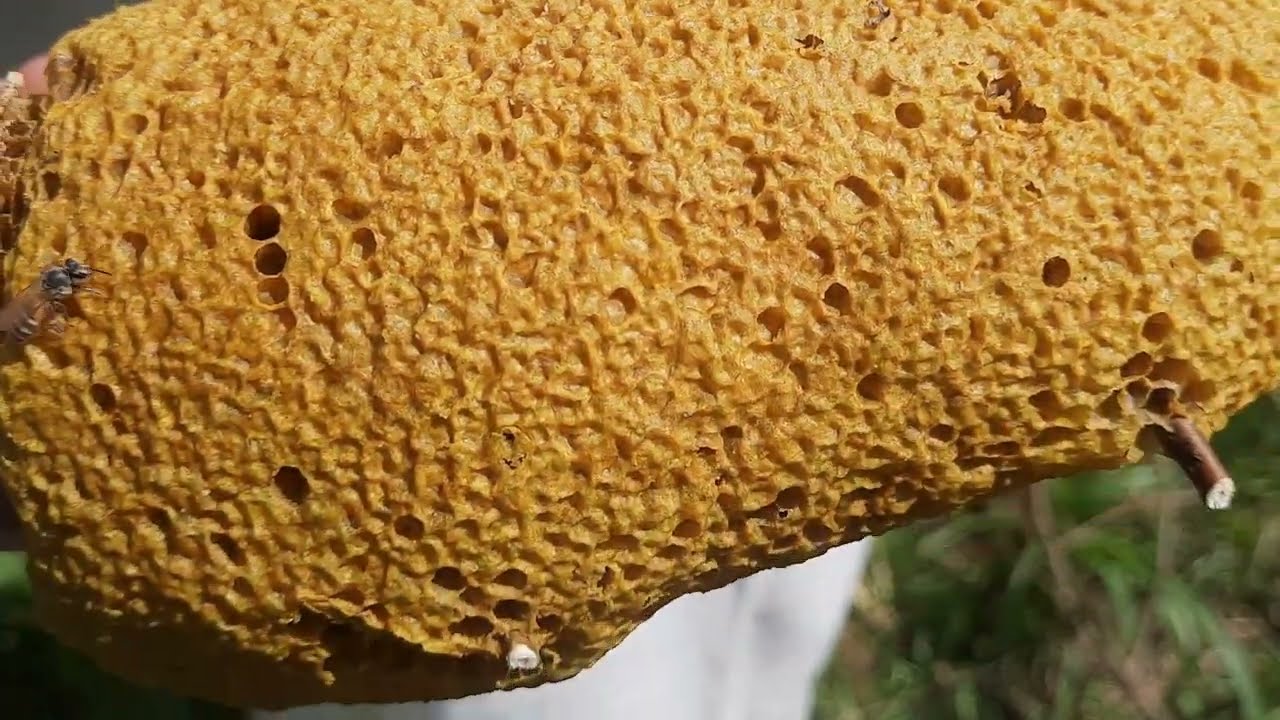 Amazing Find Giant HoneyBee For Food|| Primitive Technology Honey Harvester in Pakistan