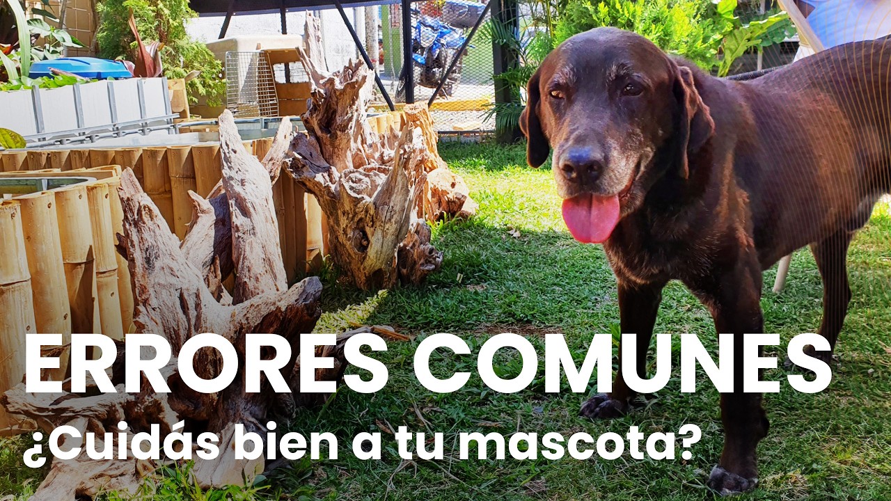 Errores comunes que afectan la salud de tu mascota | Charla en vivo con Dr. Román Aguilar